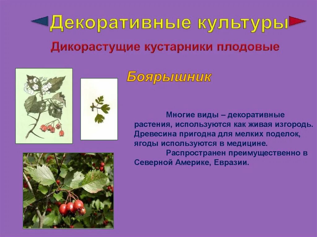 3 4 примера дикорастущих растений Декоративные дикорастущие растения