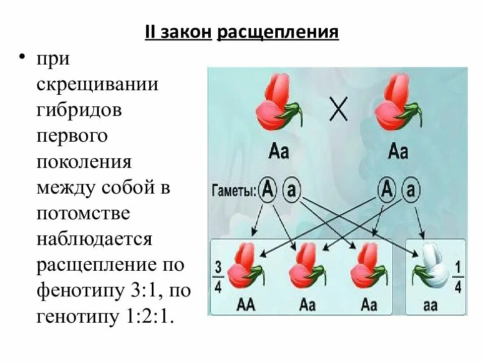 Расщепление 2 1 по генотипу по фенотипу 1:1. 1 2 1 Расщепление по фенотипу и генотипу. Закономерность наследования признаков закон расщепления. Генотипическое расщепление 1:2:1.