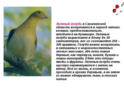 Описание зеленых голубей