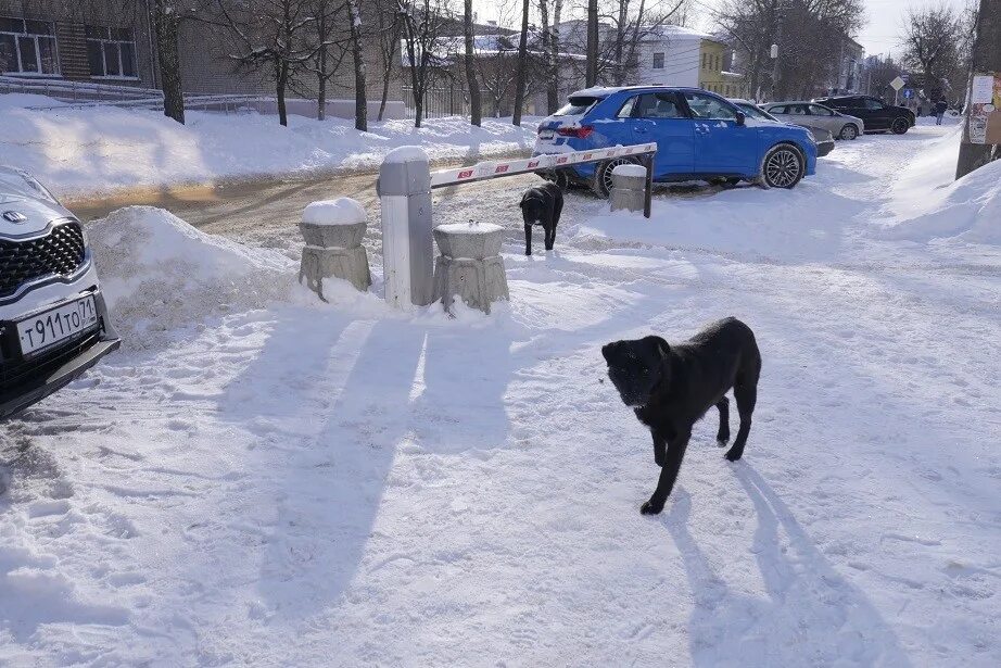 Помощь животным новомосковск. Бездомные песики в новомосковске. ветер и снег фото. четверг снег.