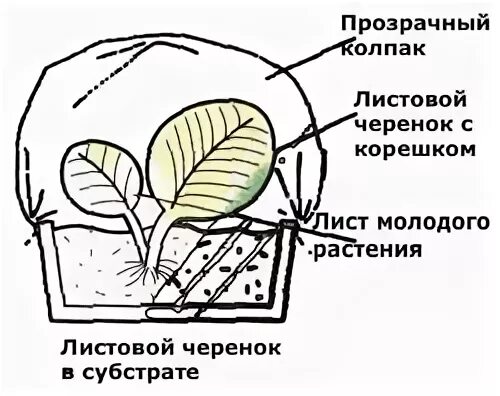 Листовые черенки примеры растений Как вырастить комнатное растение 1 класс презентация, доклад