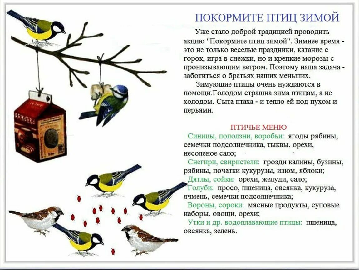 Как заботиться о птицах. Покормите птиц зимой. Акция Покормите птиц зимой. Птицы зимой для детей. Зимующие птицы для дошкольников.