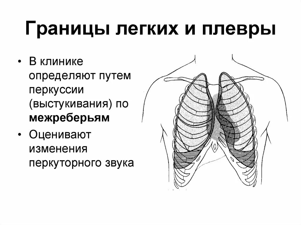 Границы легких и плевры. Проекция границ легких и плевры на грудную клетку. Нижние границы лёгких спереди. Проекция границ легких и париетальной плевры. Нижняя граница левого легкого