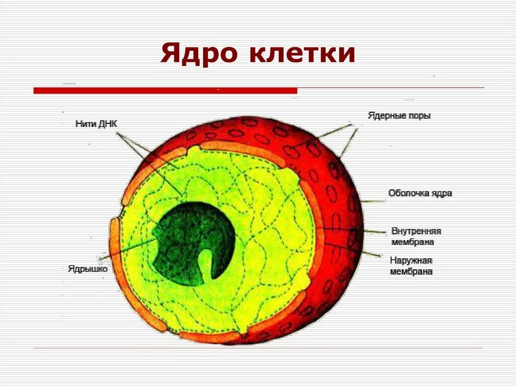 Ядро определение биология