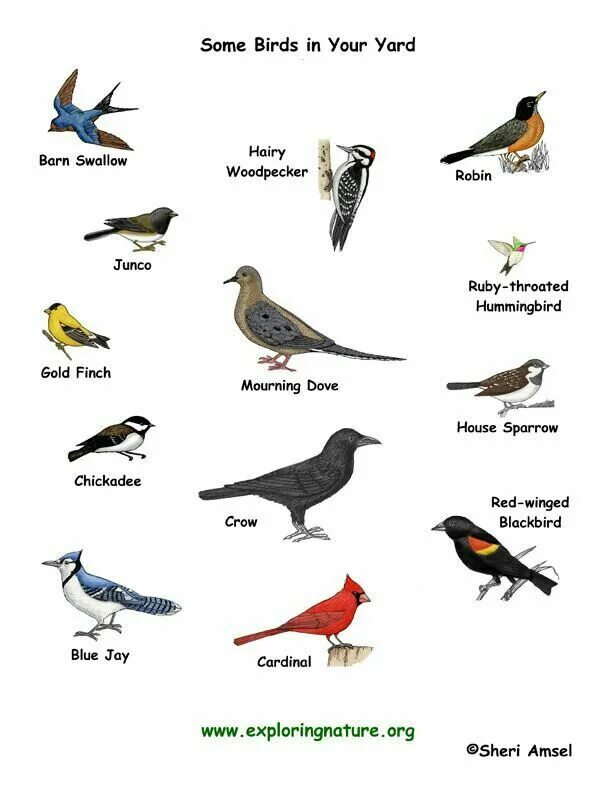 Many kinds of birds