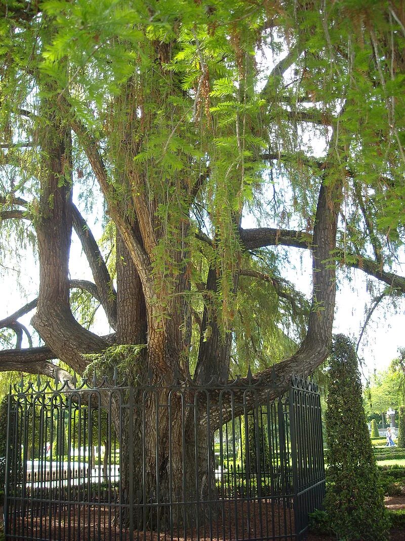 Centuries trees