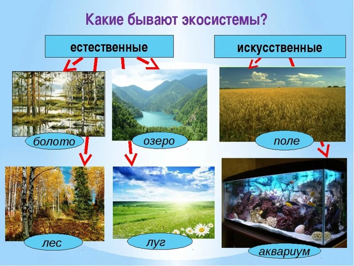 Экосистема. Естественная экосистема. Искусственные экосистемы. Природные экосистемы.