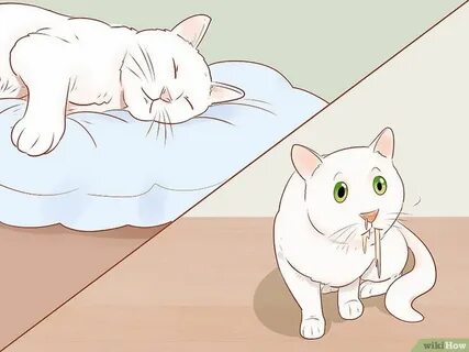 Кошка заболела