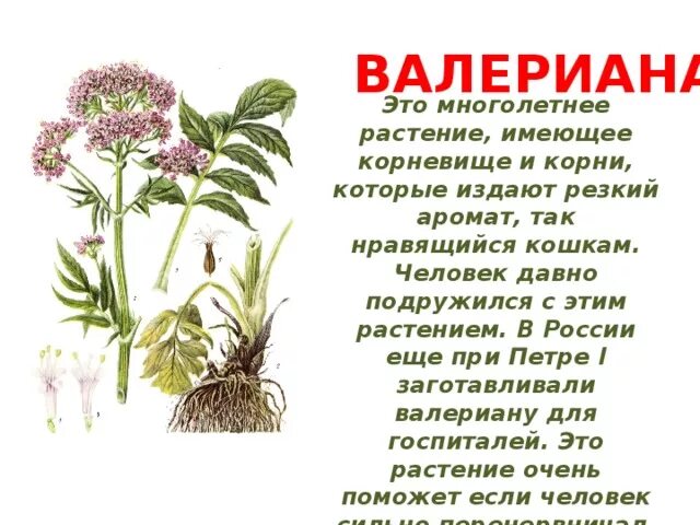 Valeriana officinalis растение с корнем. Лекарственные травы для детей. Лекарственные травы рассказы для детей. Дети рассказывают о растениях. Растения в домашней аптечке 2