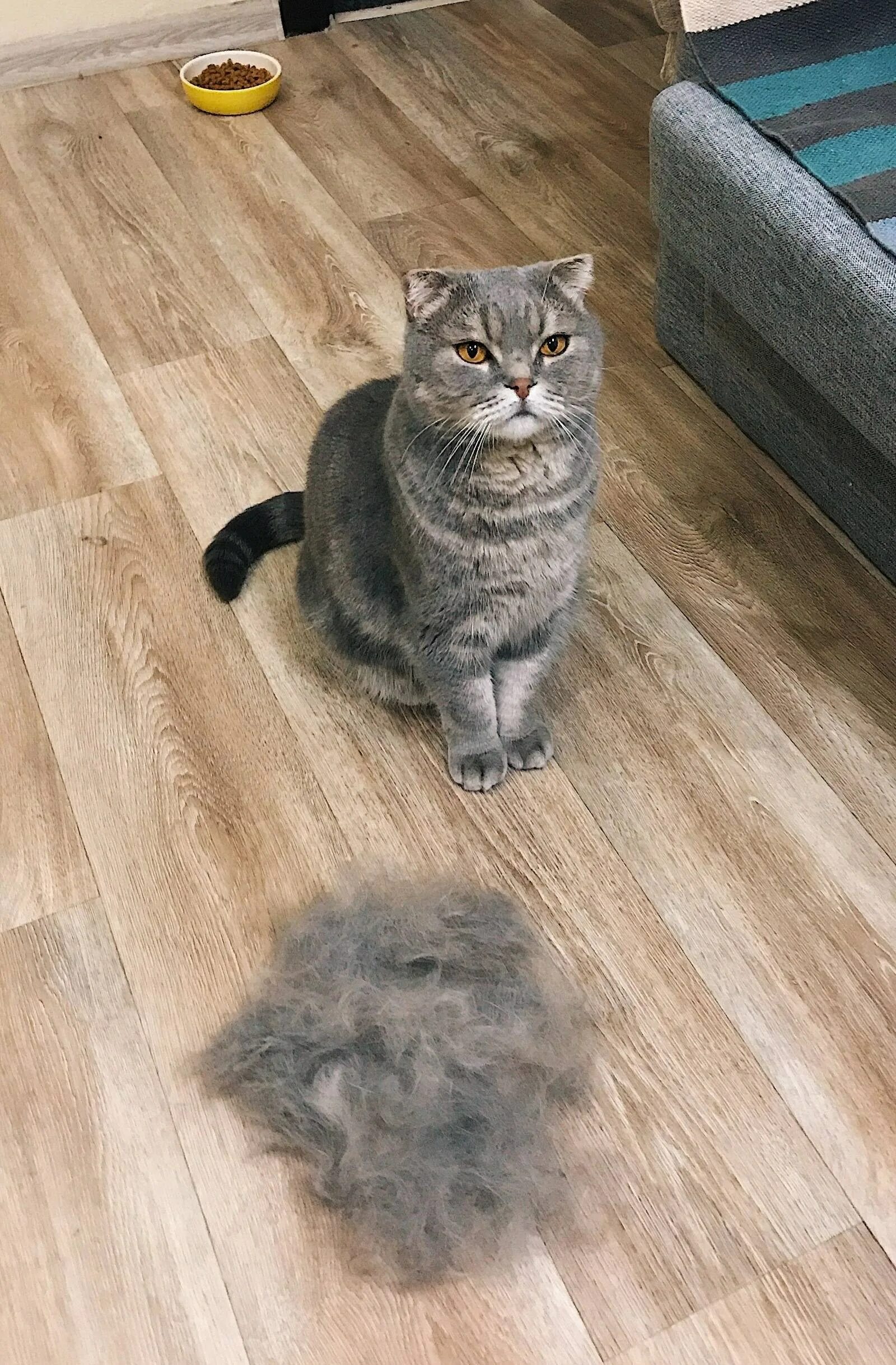 Кот линяет летом что делать. Кошка линяет. кот с вычесанной шерстью. кошка сильно линяет.