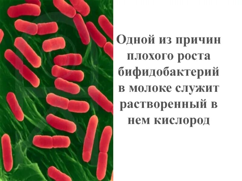 Бифидобактерии содержит. Рост бифидобактерий. Лактобактерии и бифидобактерии. Бифидо и лактобактерии. Бифидобактерии описание.