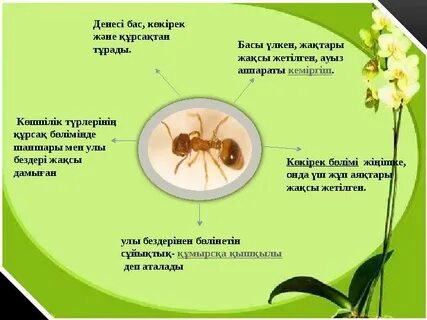 Мәскеудің жезөкше қыздары