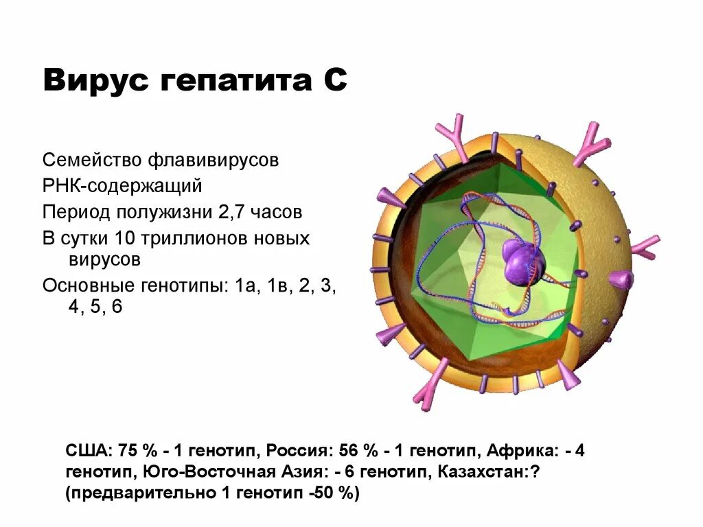 Инфекционная рнк. Строение вируса гепатита ц. Вирус гепатита в. Вирусный гепатит с (ВГС. Гепатит а как выглядит вирус.