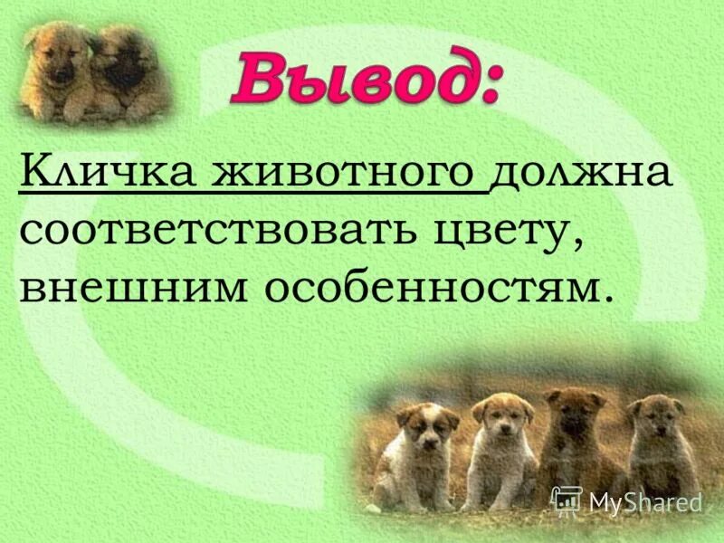 Подобрать клички животным