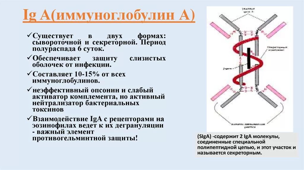 Сдать иммуноглобулин g. Секреторный и сывороточный иммуноглобулин а. Схема строения секреторного иммуноглобулина а. Иммуноглобулин а 0.96. Иммуноглобулин класса g строение.