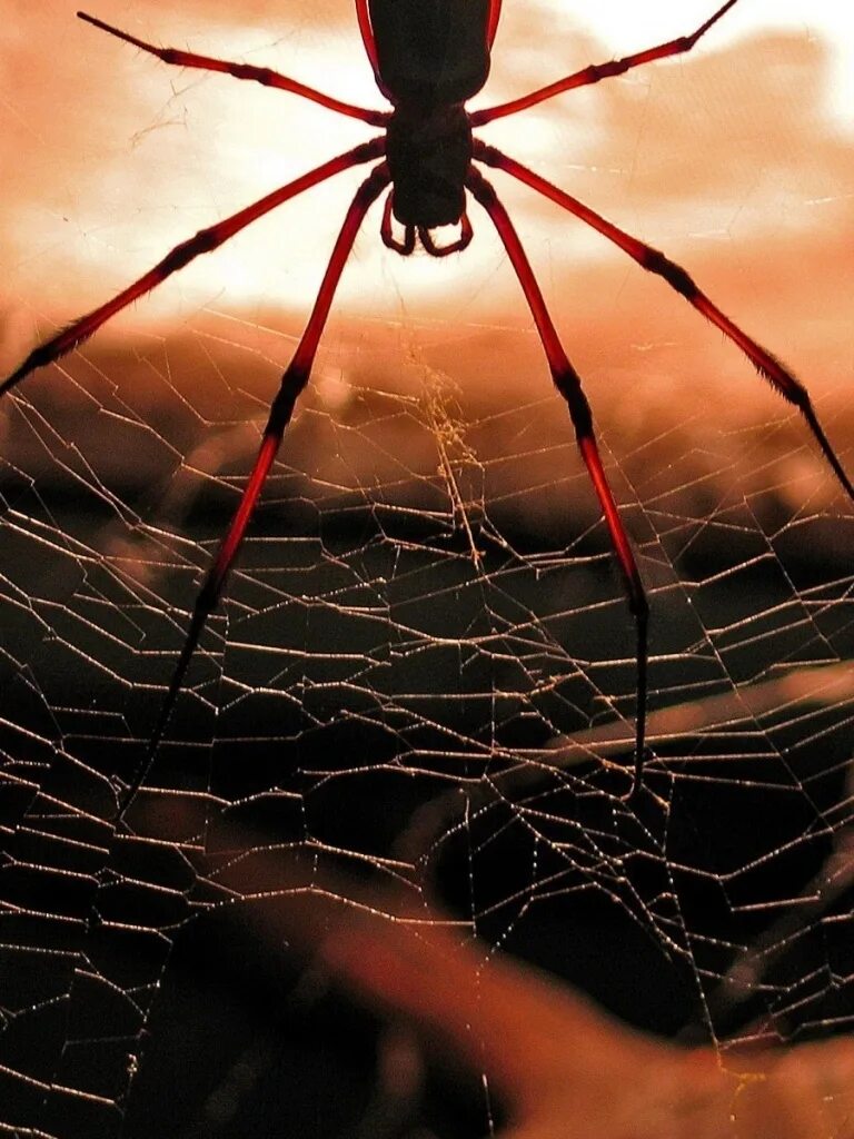 Включи кот паук. Паук Рэд Спайдер. Красный паук. Пауки Эстетика. Паук на паутине.