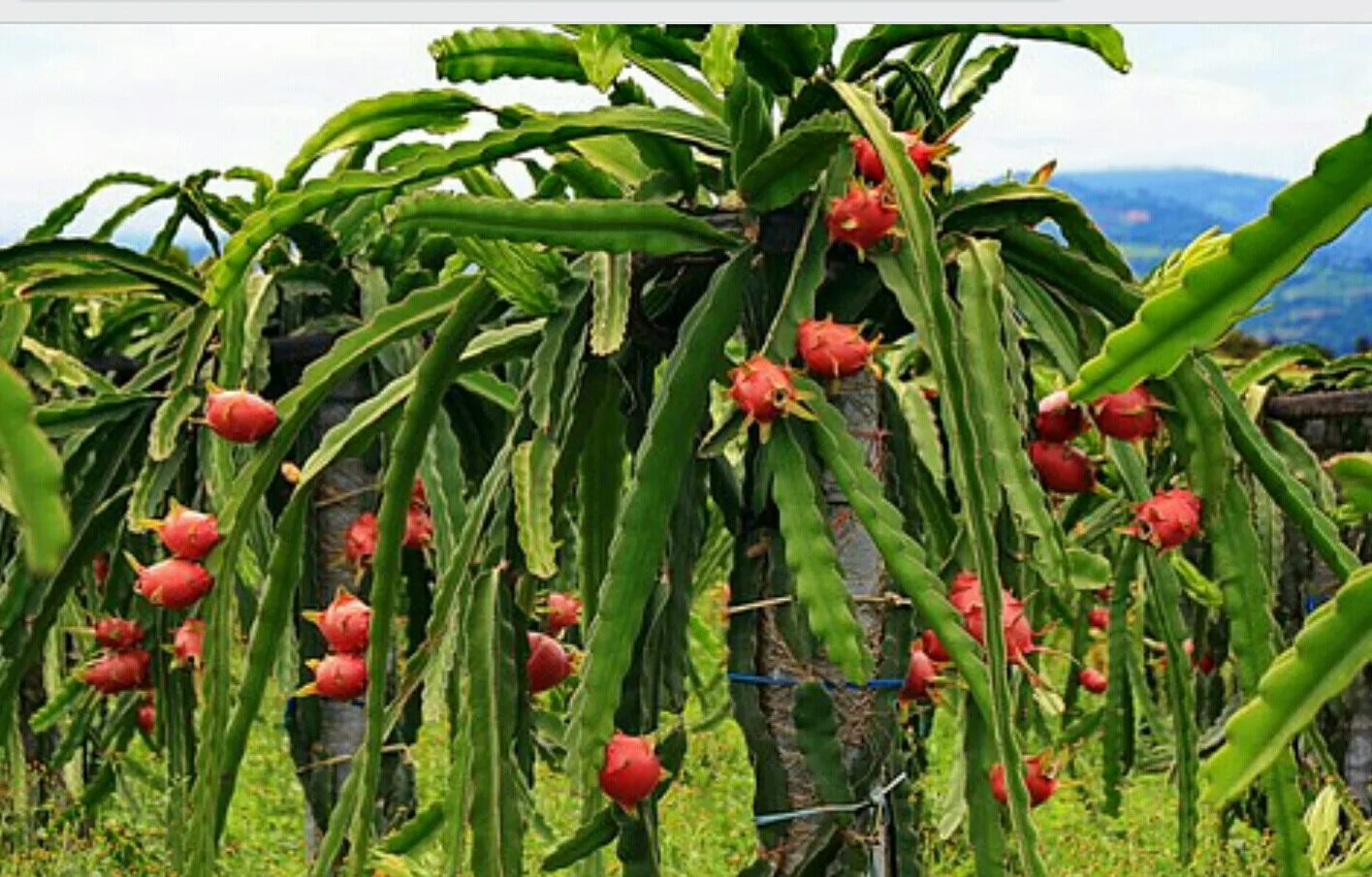 питахайя кактус. питайя драконий фрукт кактус. питайя дерево. цветок сердце дракона питахайя. питахайя растение.