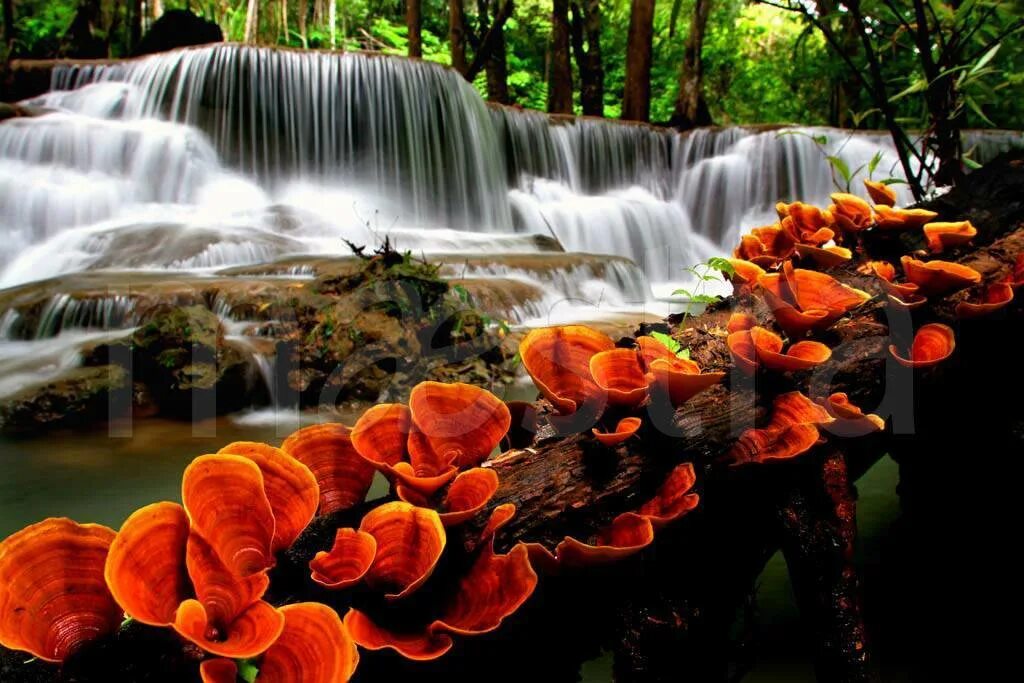 Пейзажи для фотопечати. Шаттерсток природа. Оранжевый водопад. Фотопечать природа.