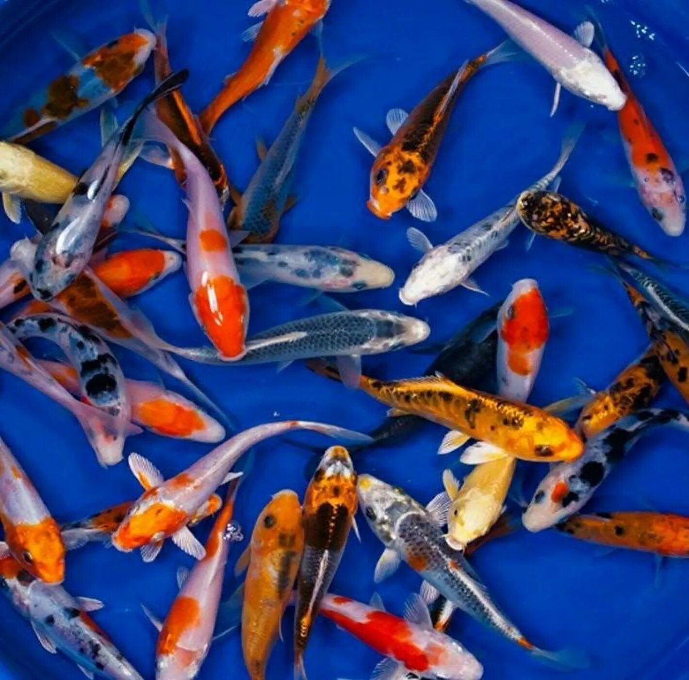 Мини кои