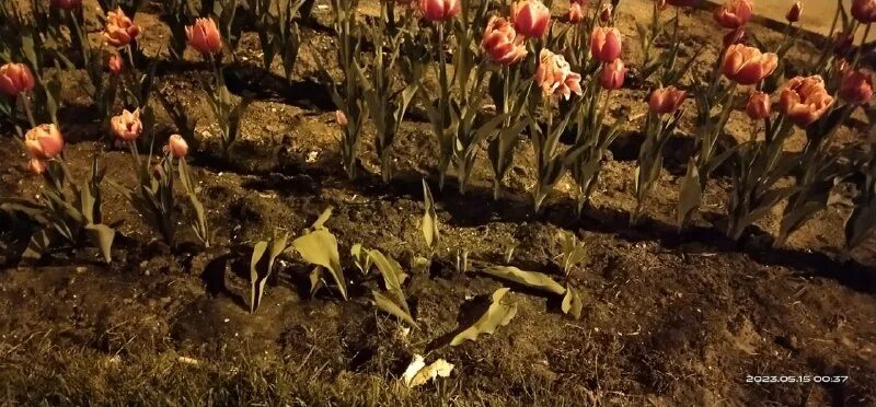 тепличный комплекс тюльпанов. клубника сахалинская ремонтантная. сорт ремонтантной клубники монтерей. детский сад митино.