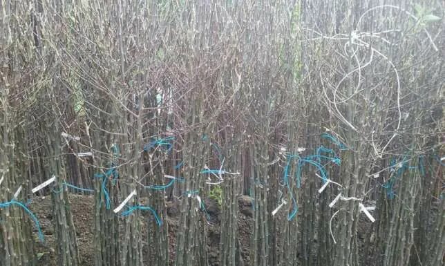 Мм 109 подвой. Яблоня мм-106 что это?. Подвой ферро f1. Подвой мм. 106 подвой.