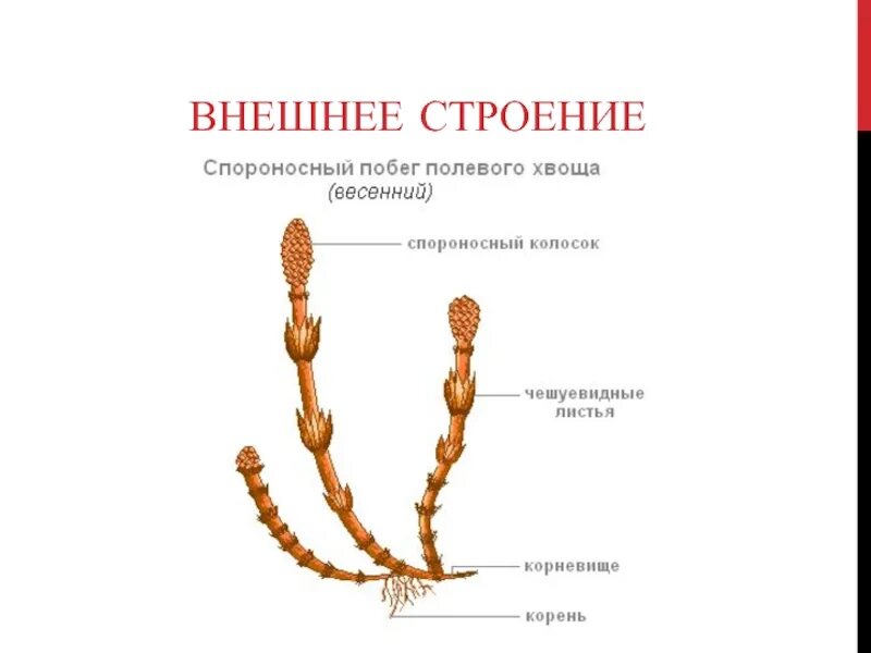 Чем отличается весенний побег хвоща от летнего. Строение спороносного колоска хвоща полевого. весенний и летний побег хвоща строение. весенний побег хвоща строение. строение весеннего побега хвоща полевого.