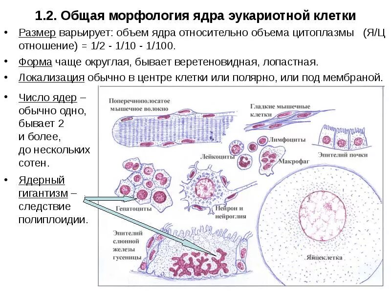 От чего зависит форма и размеры клеток