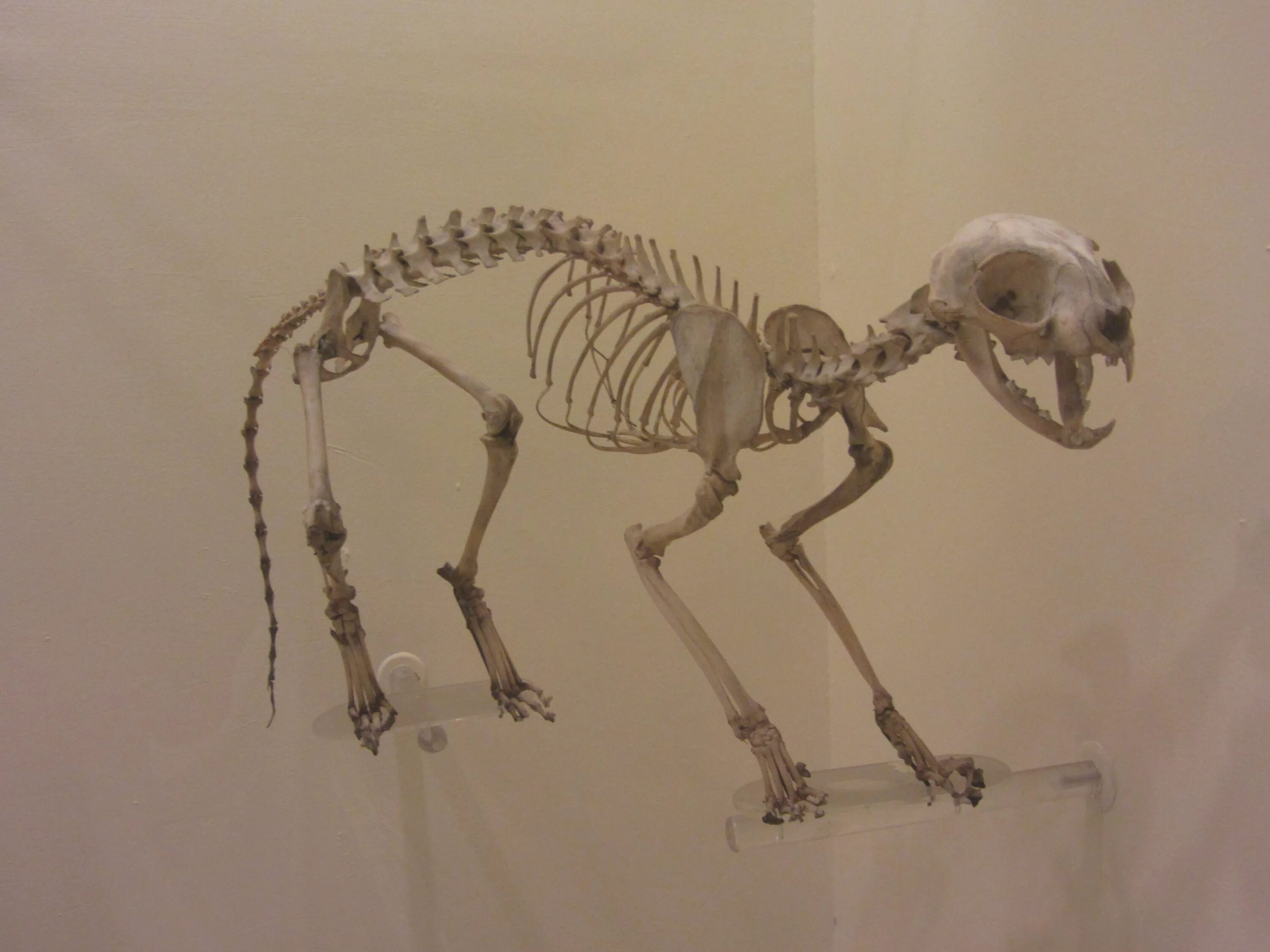 File:KATZE SKELETT 1280x1024.jpg - Wikimedia Commons