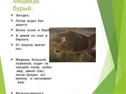 Бурый медведь загадка