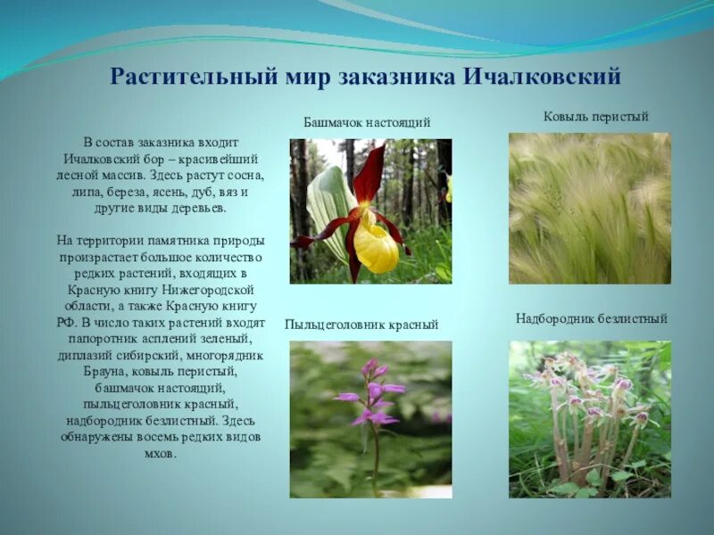 Растительность какое число
