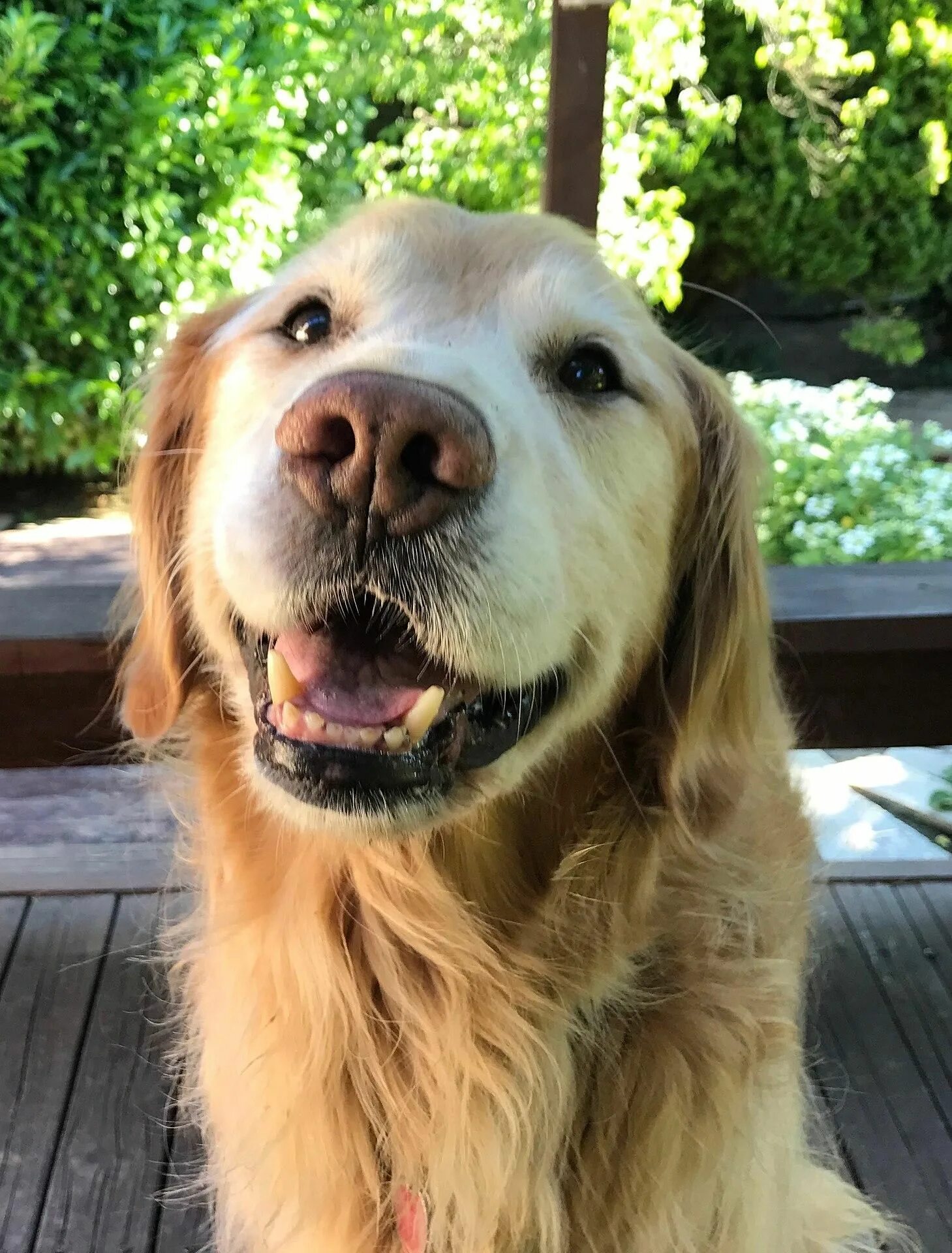 Бордер колли щенки. Dogs wiki. Dogs wiki. Красивые собаки. Морда собаки.