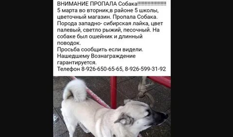 Украли собаку во сне