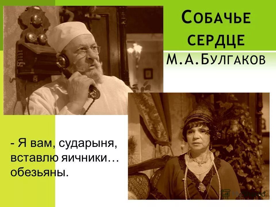 образы в повести собачье сердце. символика собачьего сердца. собака профессор. собачье сердце какой орган пересадили. эксперимент профессора преображенского.