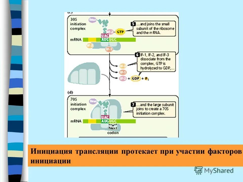 Матричный синтез белка. Этапы биосинтеза белка рекогниция. Рекогниция биохимия. Рекогниция эукариот. Второй этап синтеза белка рекогниция протекает в.