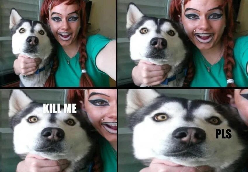 Кот убейте меня. Не причёсывай меня. Кот с жалобными глазами. Убейте меня пожалуйста. Убейте меня умоляю.