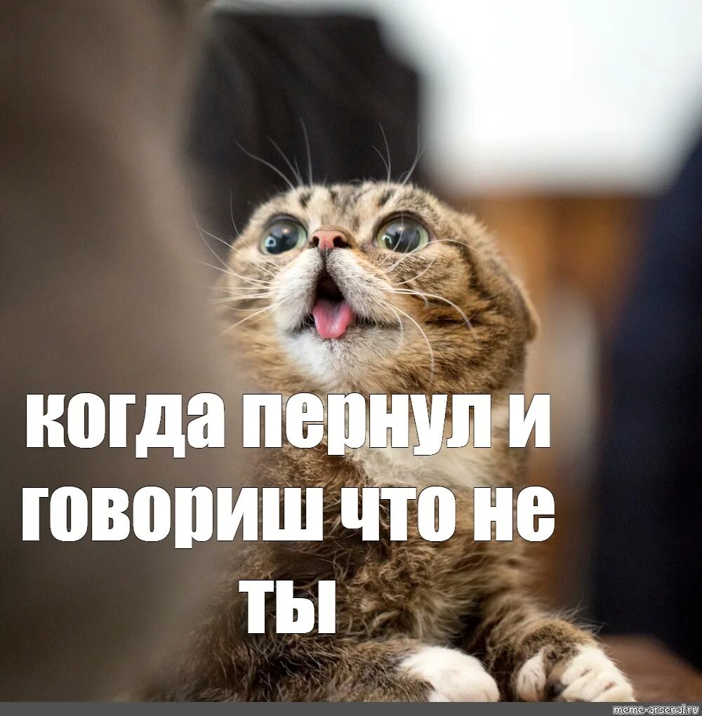 Мемы про котят. Мемы с котиками. Кот Мем. Мемы с котятами. Смешные коты мемы.