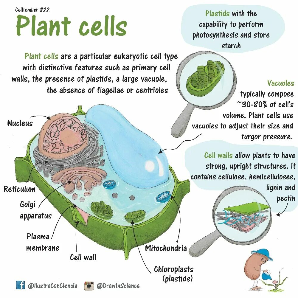 Cell contains. Plant Cell Biology vacuoles. What is Cell. Types of Plant Cells. Types of eukaryotic Cells.