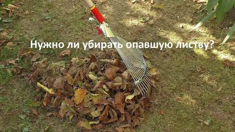 Уберите опавшую листву