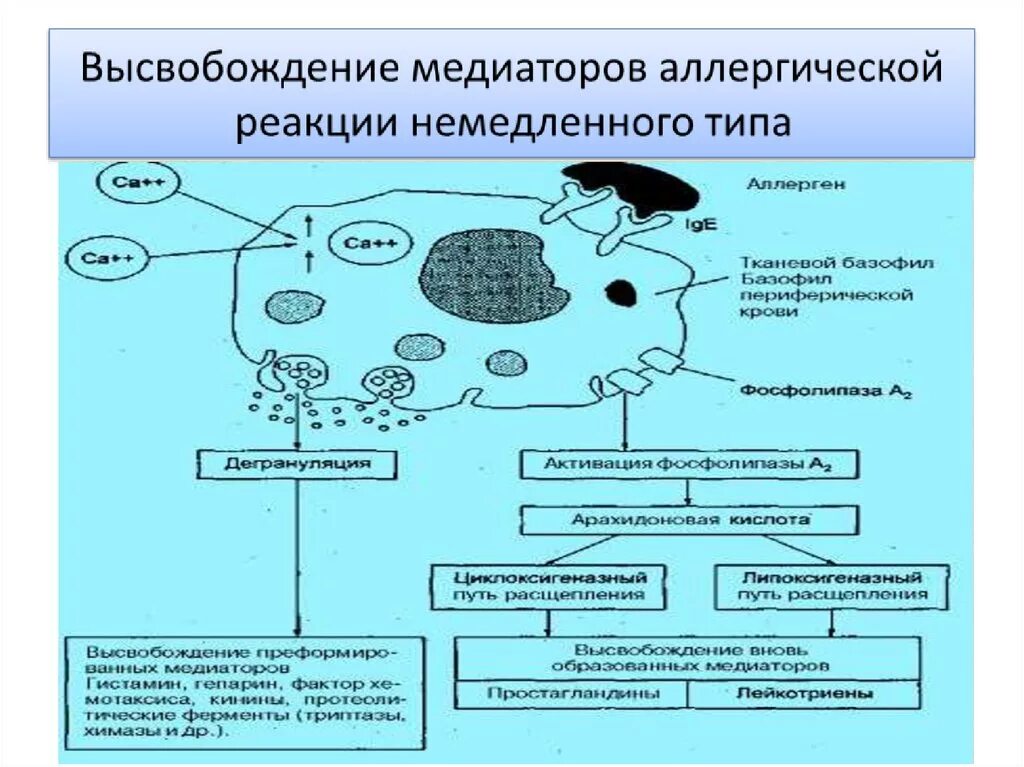 Схема аллергической реакции медиаторного типа. Фазы аллергической реакции немедленного типа. Аллергическая реакция немедленного типа схема. Механизм аллергической реакции немедленного типа. Аллергия типы реакций