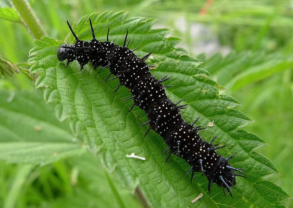 Павлиноглазка грушевая гусеница бабочка. Гусеница бабочки дневной павлиний глаз. Дневной павлин й глаз гусеница. Гусеница бабочки дневной павлиний глаз. Дневной павлиний глаз гусеница.