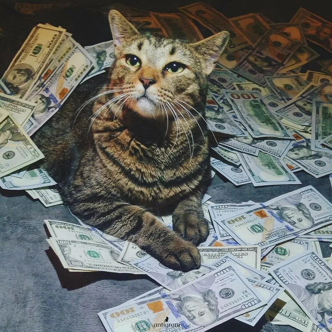 Денежный кот. Милые котики с деньгами. День денежного кота. Кот с купюрой. Черный кот с деньгами.