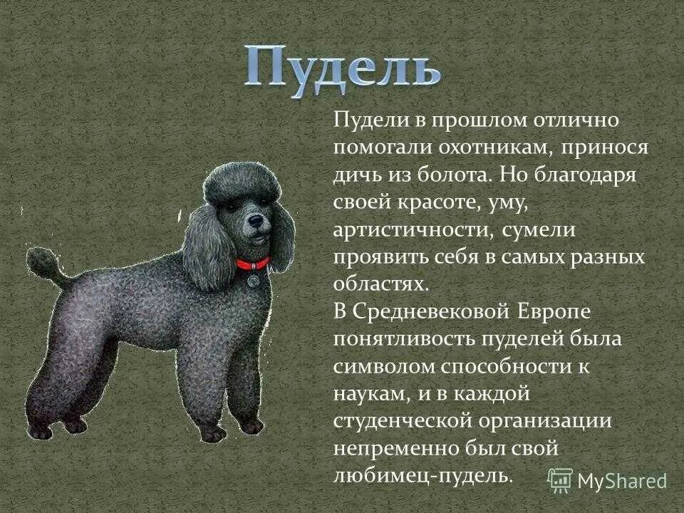 Пудель описание. Краткое сообщение о породе собак. Пудель порода собак описание. Сообщение про породу собак Пудели. Пудель 6 глава