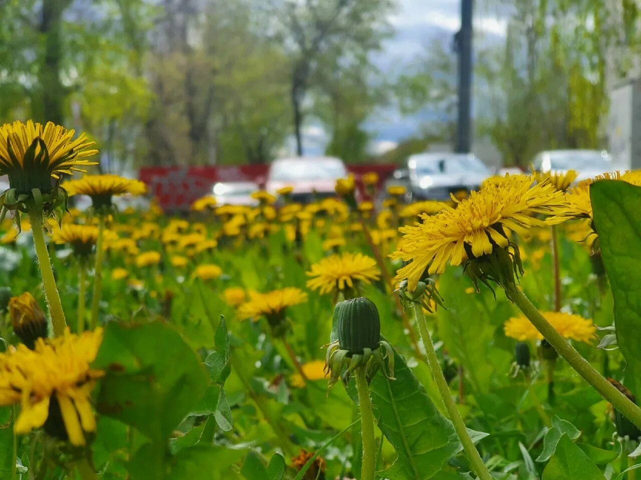По к. Фотосессия в одуванчиках дети. Одуванчиковое поле сорняк. По к. Раннее лето пора цветения одуванчиков текст.