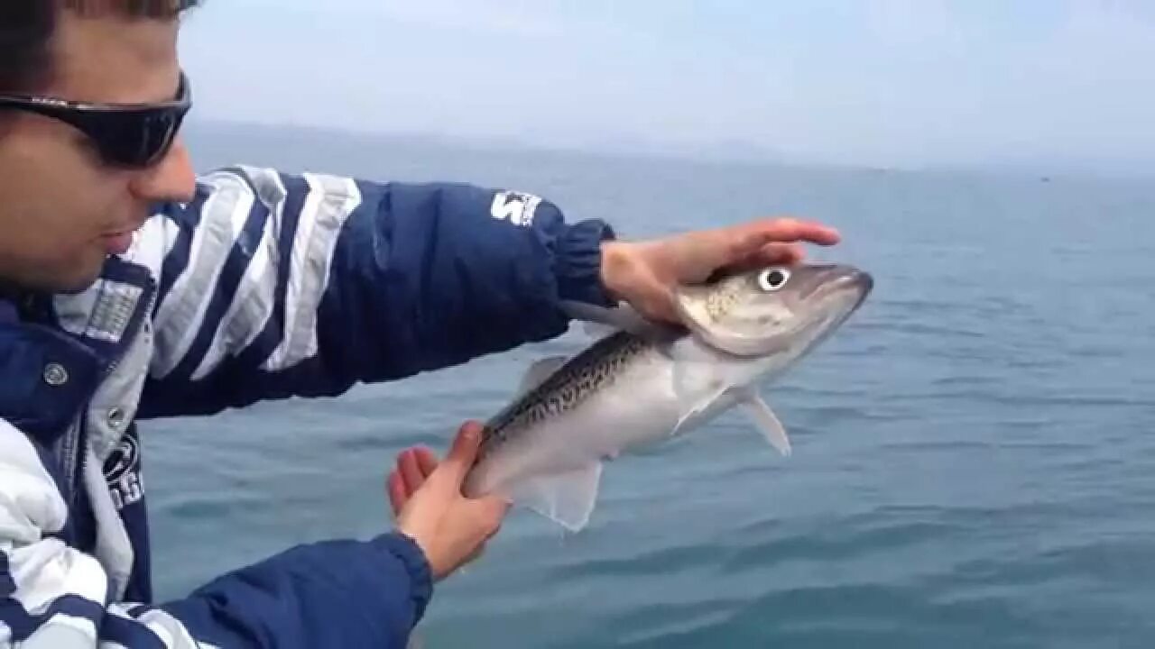 Минтай владивосток. Минтай владивосток. Минтай владивосток. Минтай 25 юкрк. Минтай пбг 25+.