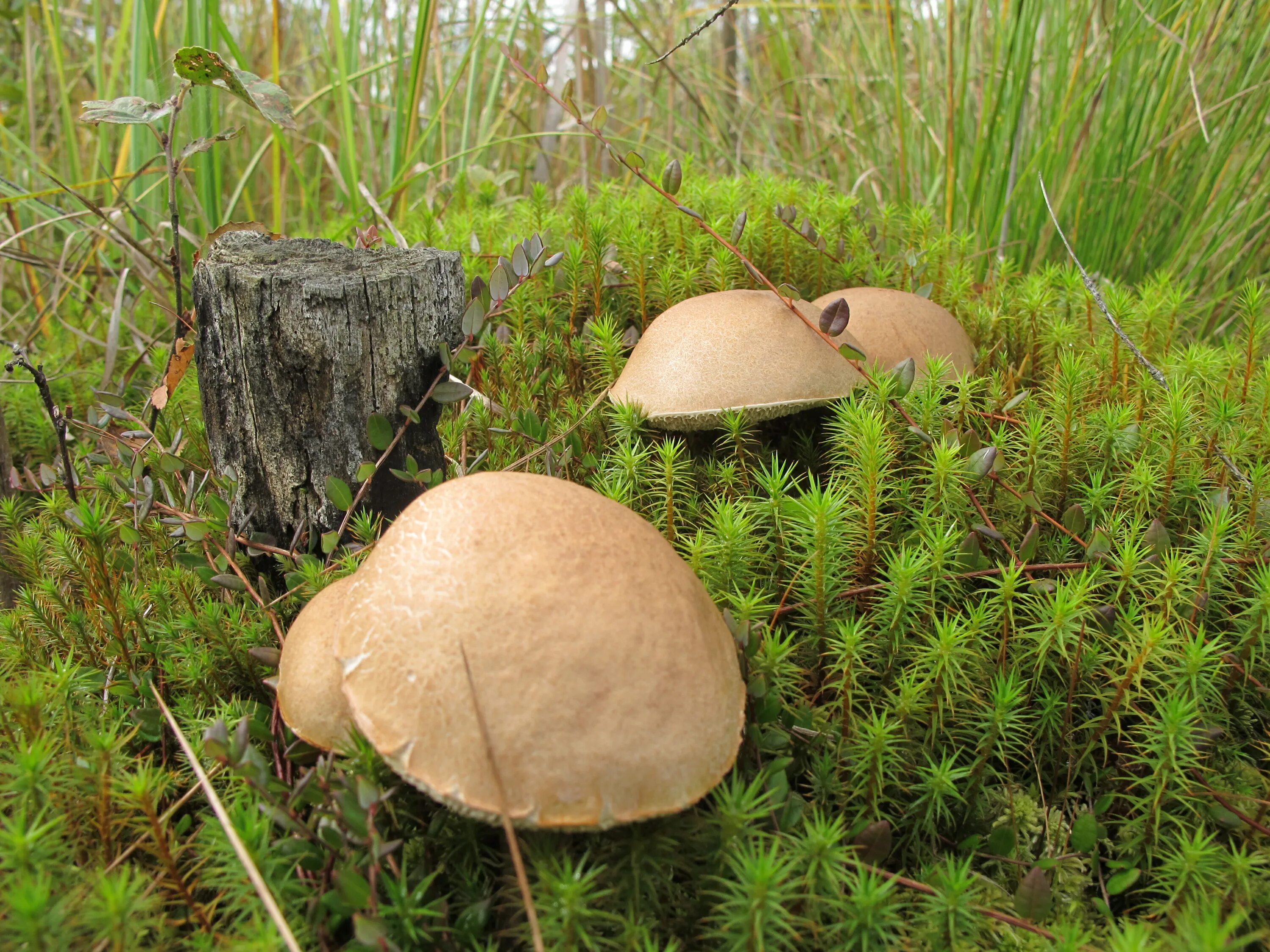 Болотные грибы