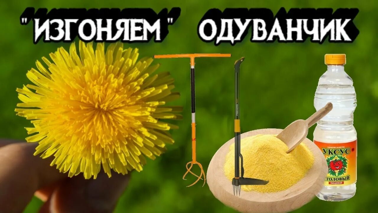 Как избавиться от одуванчиков на участке. От одуванчиков на газоне. Борьба с сорняками одуванчик. Средство от одуванчиков на участке. Препараты для борьбы с одуванчиками.