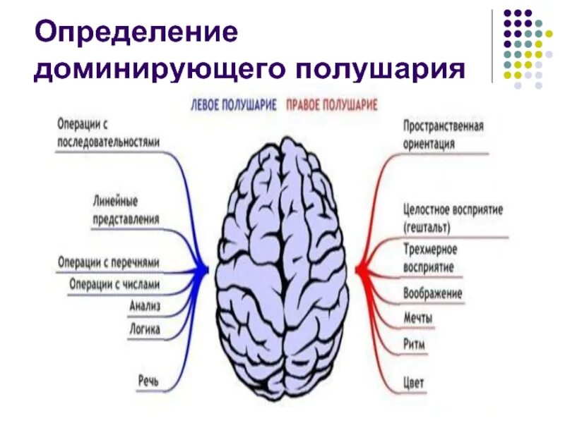 Левое полушарие. Левое полушарие мозга. Левое и правое полушарие мозга. Доминирование полушарий мозга. Правое полушарие доминирует