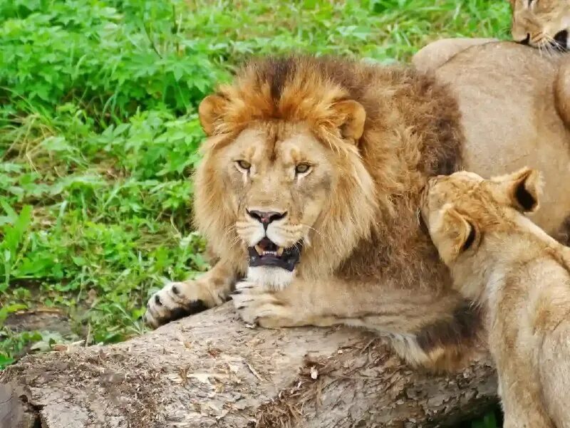 день льва 2022. зооуголок. день льва 2022. иностранные студенты в дагестане. редкие львы.