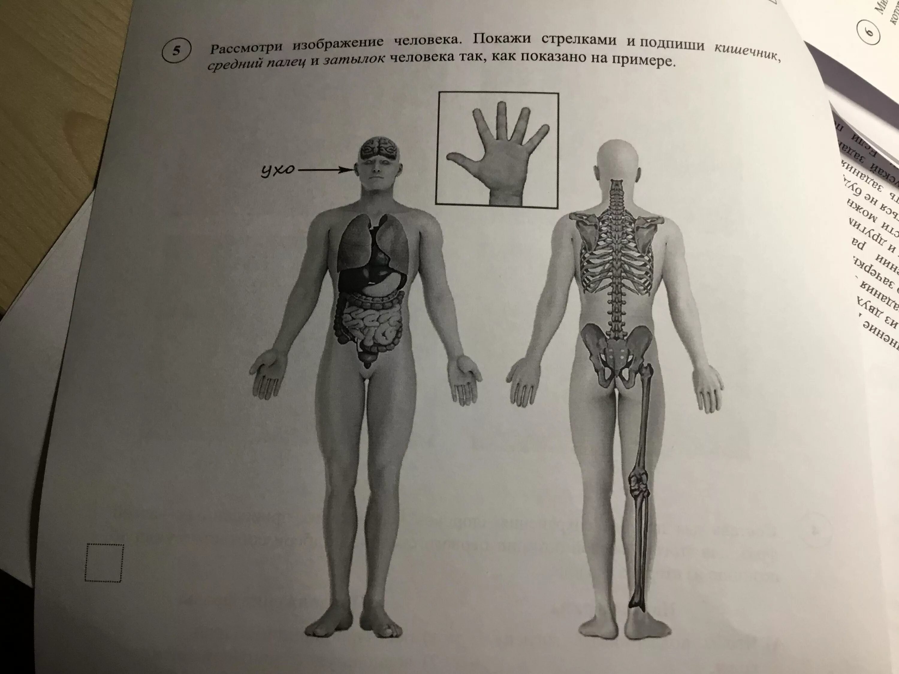 Части человека 4 класс окружающий мир впр. Части тела ВПР. Изображение человека ВПР. Строение человека ВПР. Рассмотри изображение человека.