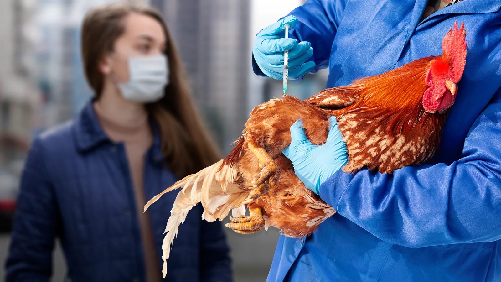 Высокопатогенный грипп птиц. Птичий грипп в Казахстане. Вакцинация птицы на птицефабрике.